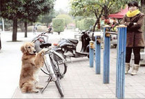 Auto, fiets & reizen