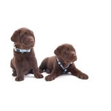 Halsbanden & uitlaten