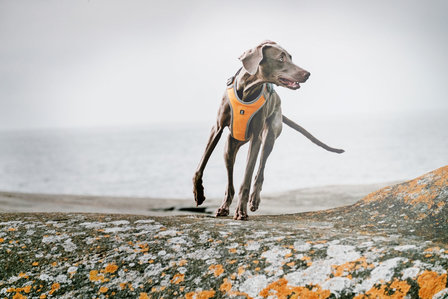 Hurtta Adventure Harness Orange/Silver