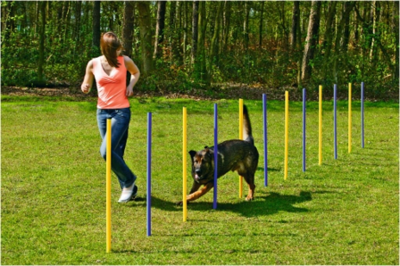 Beeztees Agility Slalom set 12 stuks