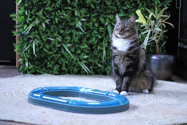 Boon kat speelgoed poezenparcours met 2 ballen 50cm