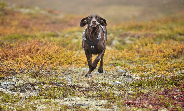Hurtta harness rover raven
