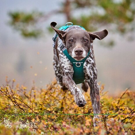 Hurtta harness rover peacock 