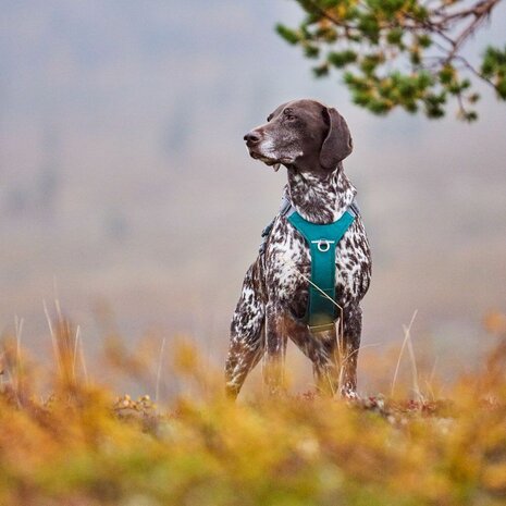 Hurtta harness rover peacock 