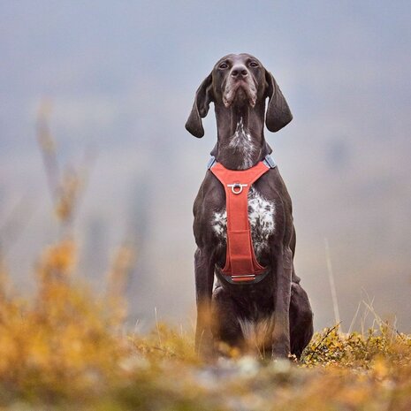 Hurtta harness rover cinnamon 