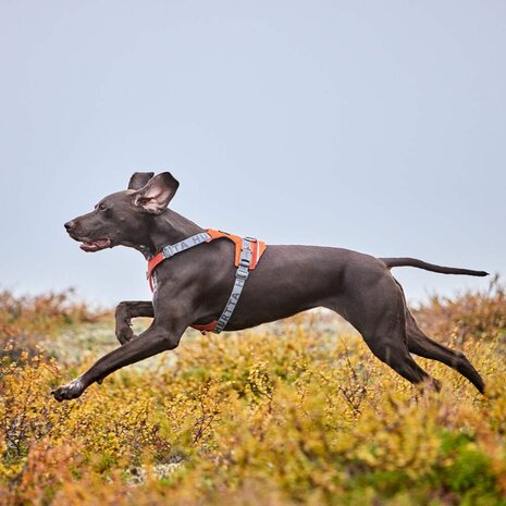 Hurtta harness rover cinnamon 
