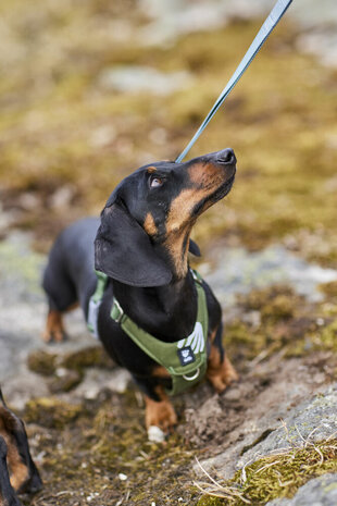 Hurtta harness seeker forest