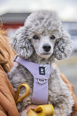 Hurtta harness seeker lavender 