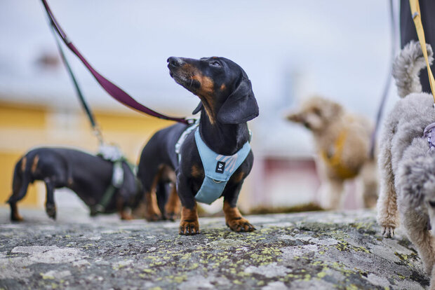 Hurtta harness seeker stream 