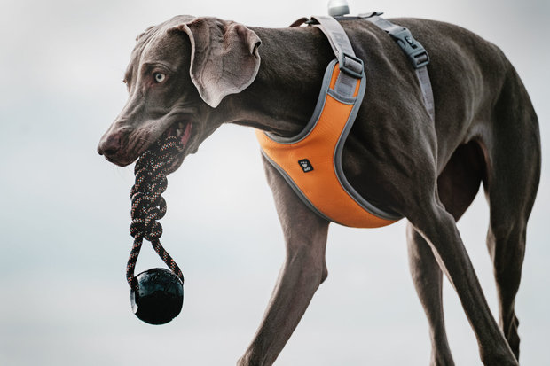 Hurtta Adventure Harness Orange/Silver